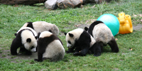 [16]中国・ジャイアントパンダ公園-1（笹しか食べない・・という話はウソ）