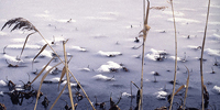 イモリ池の冬