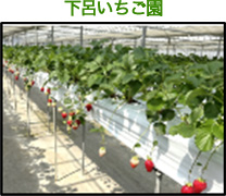 下呂いちご園