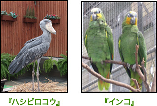 『ハシビロコウ』『インコ』