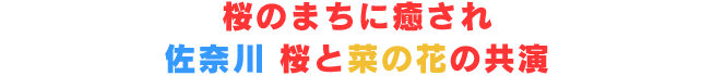 桜のまちに癒され 　佐奈川　桜と菜の花の共演