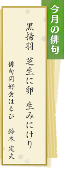 今月の俳句　黒揚羽　芝生に卵　生みにけり　俳句同好会はるひ　鈴木定夫