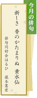 今月の俳句　新しき 香のかたまりぬ 黄水仙　俳句同好会はるひ　瀧本憲宏