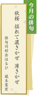 今月の俳句　秋桜 揺れて濃きかぜ 薄きかぜ　俳句同好会はるひ　瀧本憲宏