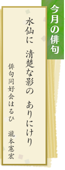 今月の俳句　水仙に　清楚な影の　ありにけり　俳句同好会はるひ　瀧本憲宏