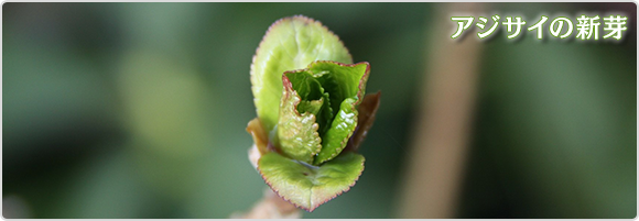 アジサイの新芽