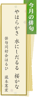 今月の俳句　やはらかき　水にしだるる　桜かな　俳句同好会はるひ　瀧本憲宏