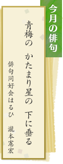 今月の俳句　青梅の　かたまり星の　下に垂る　俳句同好会はるひ　瀧本憲宏