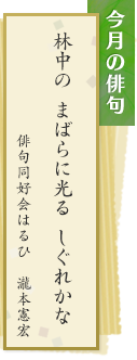 今月の俳句　林中の まばらに光る しぐれかな　俳句同好会はるひ　瀧本憲宏