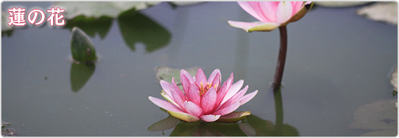 蓮の花