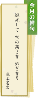 今月の俳句 蝉死して 空の高さを 仰ぎをり　瀧本憲宏