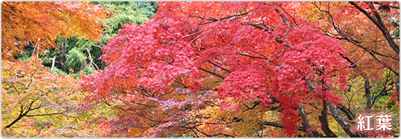 紅葉