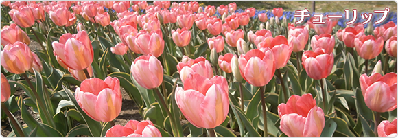 チューリップ