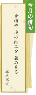 今月の俳句 盆梅や 枝の細工を 屈み見る　瀧本憲宏