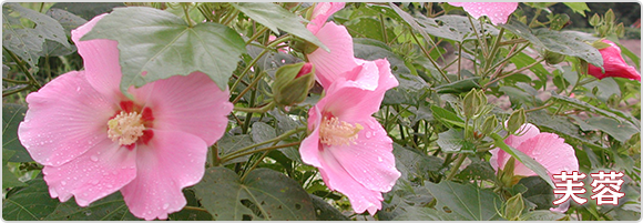 芙蓉