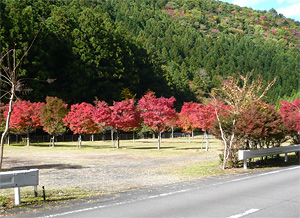 駐車場は紅葉一色