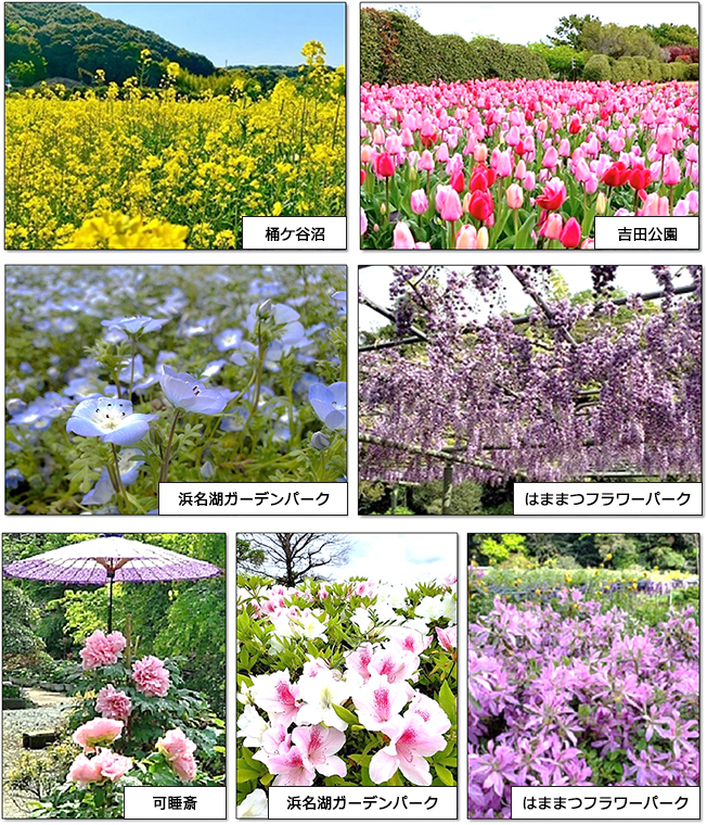 桶ケ谷沼・吉田公園・浜名湖ガーデンパーク・はままつフラワーパーク・可睡斎に咲いている花