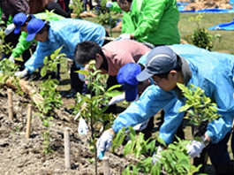 植樹の様子